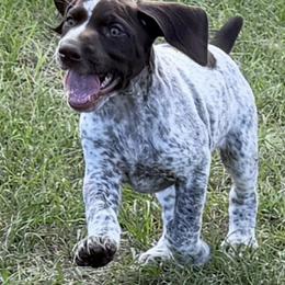 Elke - Liver and white female German Shorthaired Pointer puppy in Ocklawaha, Florida from Edelmarke GSPs Reg’d