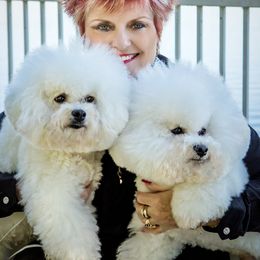 Bichon Frise Puppies from Fairspride Bichon Frises
