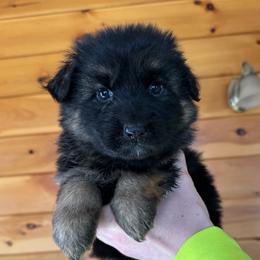 Irina - Black and red female German Shepherd puppy in Garland, Maine from Vom Schön Traumhund