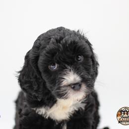 Miss Purple - Black and white female Springerdoodle puppy in Kendall, New York from Family Raised Doodles