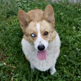 Cali - Pembroke Welsh Corgi