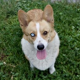 Cali - Pembroke Welsh Corgi