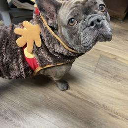 Fae - French Bulldog