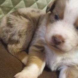 Boy 4 - Red merle Australian Shepherd puppy in Belleville, West Virginia from Chasitys Australian Shepherds