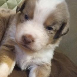 Boy 4 - Red merle Australian Shepherd puppy in Belleville, West Virginia from Chasitys Australian Shepherds