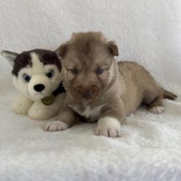Max (Nickname) - Red and white male Siberian Husky puppy in Fairborn, Ohio from Haven of Free Spirits