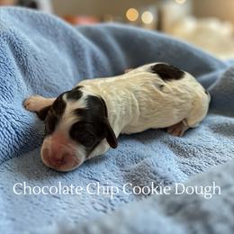 Chocolate Chip Cookie Dough - Brown roan male Cockapoo puppy in Ellenburg Center, New York from Kristin's Puppies