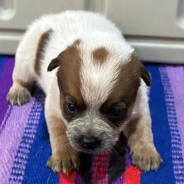 L65-03 - Red speckled male Australian Cattle Dog puppy in Sheridan, Oregon from 6pk Cattledogs