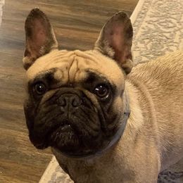 Melia - French Bulldog