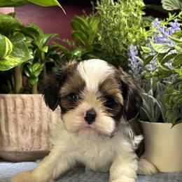 George - Black gold and white male Cavatzu puppy in Grove, Oklahoma from Rocky Oak Cavaliers & Biewer Terriers LLC