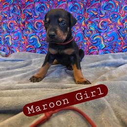 Maroon Girl - Black and rust female Doberman Pinscher puppy in Knox, Indiana from Double River Dobermans