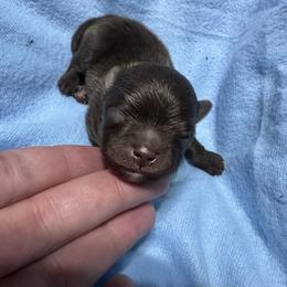 Rolo - Chocolate male Pomeranian puppy in Waterloo, Indiana from Garcias Pomeranian