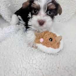 Chocolate and tan parti boy - Parti male Yorkshire Terrier puppy in Odenville, Alabama from Yorkie Prints
