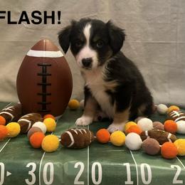 Flash - Black tri male Miniature American Shepherd puppy in Rochelle, Illinois from Countryside Kennels and Aussies