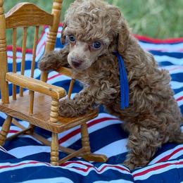 Independence - Red  female Poodle puppy in Ardmore, Oklahoma from The Poodles of Green Acres