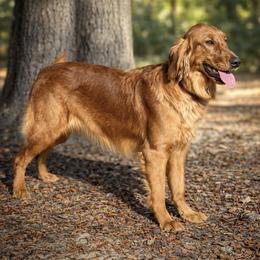 Bunnie - Golden Retriever