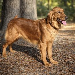 Bunnie - Golden Retriever