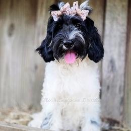Cassini - Black and white female Aussiedoodle puppy in Centreville, Mississippi from Trin's Designer Doodles