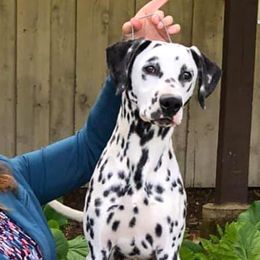 Dalmatians and Great Danes from JGD Great Danes & JGD Fyrehouse Dals (Fyredals)