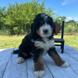 Stella - Tri-color female Bernedoodle puppy in Moulton, Iowa from Shondel Puppy Paws