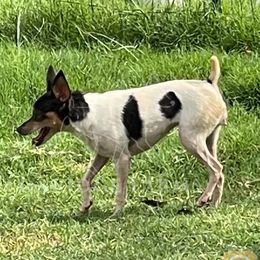Toy Fox Terrier All Grown Up from Foxridge Farms