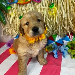 Duke - Dark golden male Golden Retriever puppy in Sandy, Oregon from Treasured K-9s