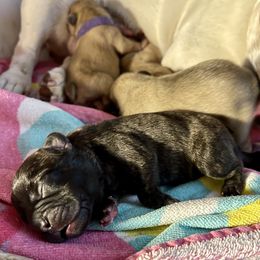French Bulldog Puppies from A Pair of Ears