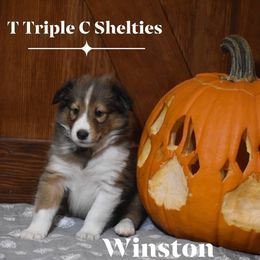 Winston - Sable and white male Shetland Sheepdog puppy in Gladbrook, Iowa from T Triple C Shelties