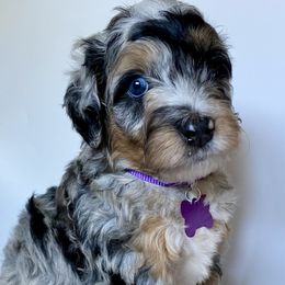 Bernedoodle Puppies from Gaston’s Posh Poodles and Doodles