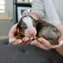 Boop - Merle female Bernedoodle puppy in Murray, Utah from Sun Valley Doodles