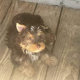 Chocolate boy - Chocolate and tan male Yorkshire Terrier puppy in Thornville, Ohio from My precious yorkies