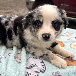 Regina - Blue merle female Australian Shepherd puppy in Kimbolton, Ohio from Wagon Wheel Aussies
