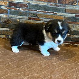 Boy 1 - Black and tan male Pembroke Welsh Corgi puppy in Visalia, California from VIP Stables