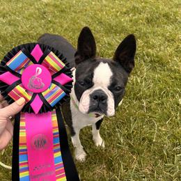 Lucy - Boston Terrier