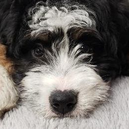 Bernedoodles and Dachshunds from Heavenly Heritage Dachshunds and Doods