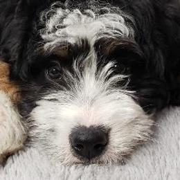 Bernedoodles and Dachshunds from Heavenly Heritage Dachshunds and Doods