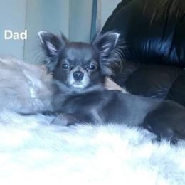 Chip - Chihuahua