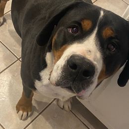 Riskey - Black, white and red female Greater Swiss Mountain Dog puppy in Marshfield, Missouri from Suma Kennels