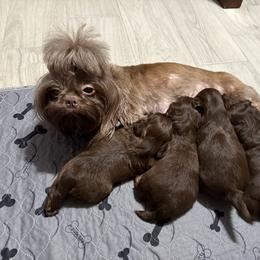 Shih Tzu Puppies from Mosley Kennel Shih Tzu