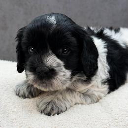 Lizzie - Black female Australian Labradoodle puppy in Denton, Texas from Liberty Hill Labradoodles