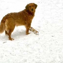 June - Golden Retriever