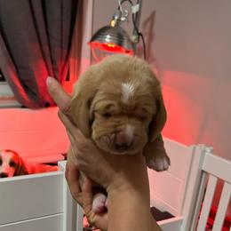 Cinammon - Red and white female Basset Hound puppy in Willow Spring, North Carolina from Blackberry Creek Basset Hounds