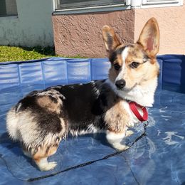 Revy - American Corgi