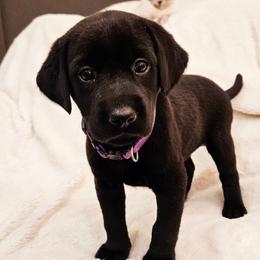 3rd Pick - Black female Labrador Retriever puppy in Coarsegold, California from Sierra Hills Retrievers
