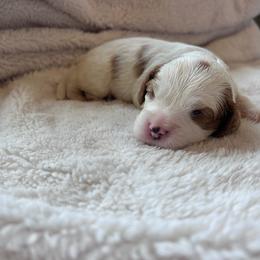 Beans - Blenheim male Cavapoo puppy in Brandenburg, Kentucky from Bluegrass River Newfoundlands