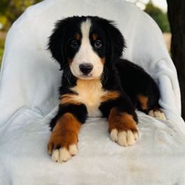 Maple - Black rust and white female Bernese Mountain Dog puppy in Greenwood, Delaware from A&A Greenwood Puppies