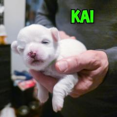 Kai - White female Mal-Shi puppy in Belleville, Michigan from Michigan Maltese Puppies