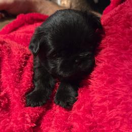 Brussels Griffon Puppies from Pine Haven Brussels Griffons LLC