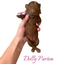 Dolly Parton - Red  female Goldendoodle puppy in Hot Springs, Arkansas from Hot Springs Kennels