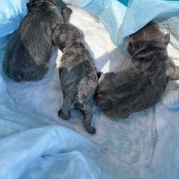 French Bulldog Puppies from Fontana Frenchies